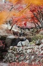国产麻豆剧果冻传媒白晶晶-国产剧中的璀璨明珠，白晶晶在果冻传媒的魅力展现