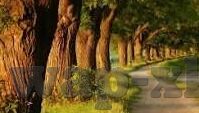 麻豆av在线免-麻豆AV在线免费，标新立异的娱乐选择与深思教育除弊之间