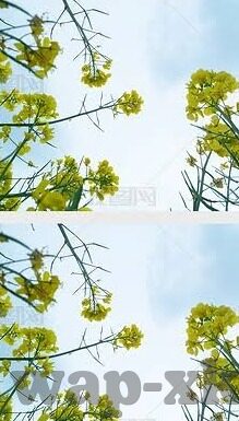 麻豆传媒?-麻豆传媒的浮沉
